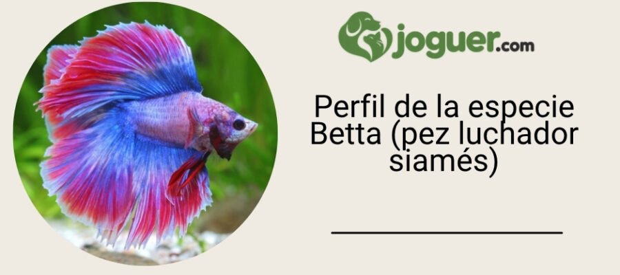 Perfil de la especie Betta (pez luchador siamés)