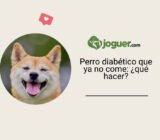 Perro diabético que ya no come: ¿qué hacer?