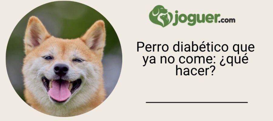 Perro diabético que ya no come: ¿qué hacer?