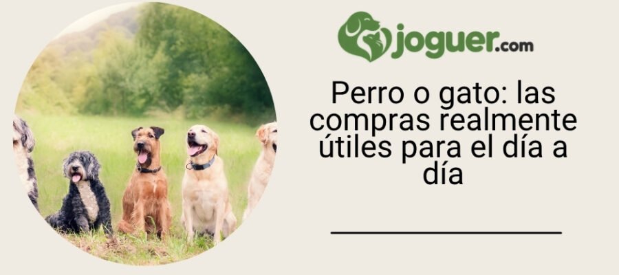 Perro o gato: las compras realmente útiles para el día a día