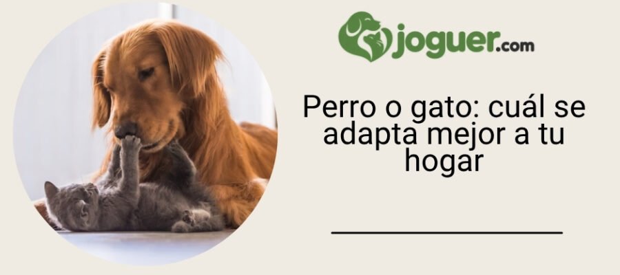 Perro o gato: ¿qué mascota se adapta mejor a tu hogar? –