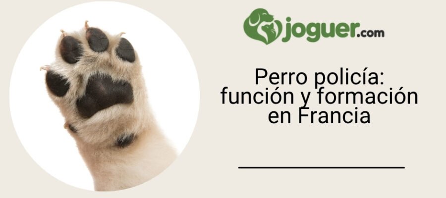 Perro policía: función y formación en Francia