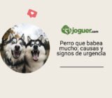 Perro que babea mucho: causas y signos de urgencia