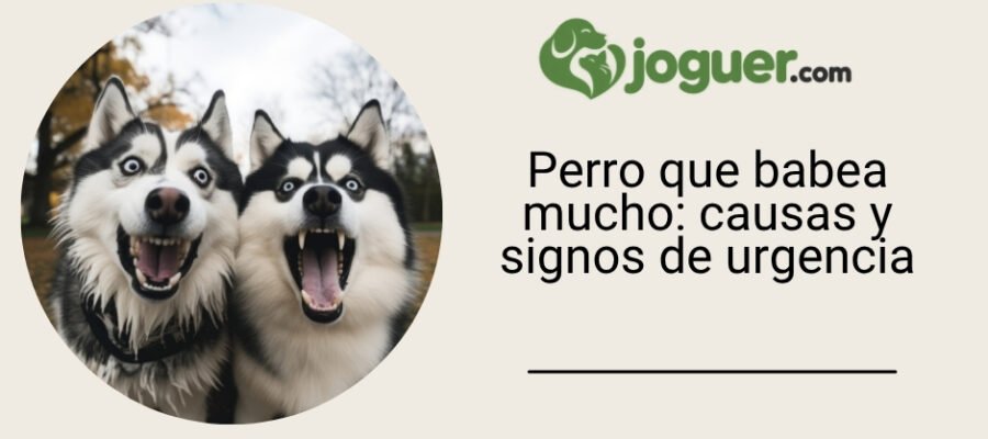 Perro que babea mucho: causas y signos de urgencia