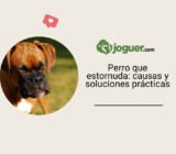 Perro que estornuda: causas y soluciones prácticas