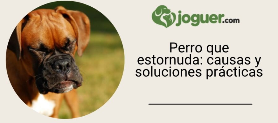 Perro que estornuda: causas y soluciones prácticas