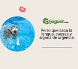 Perro que saca la lengua: causas y signos de urgencia