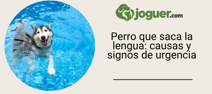 Perro que saca la lengua: causas y signos de urgencia