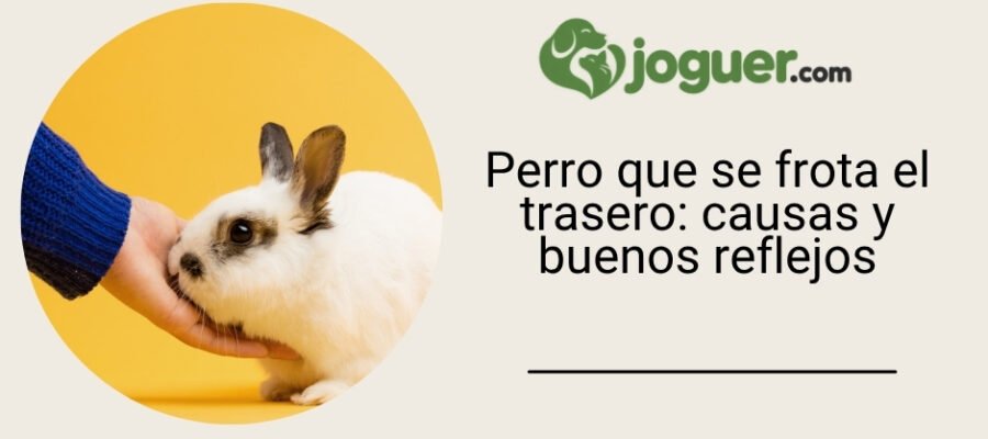 Perro que se frota el trasero: causas y buenos reflejos