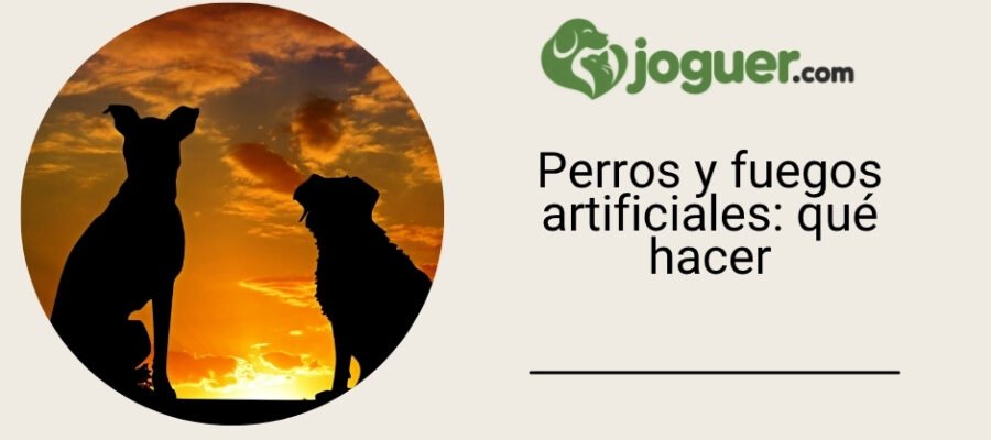 Perro y fuegos artificiales: qué hacer antes, durante y después