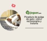 Picadura de pulga de gato: cómo reconocerla y tratarla