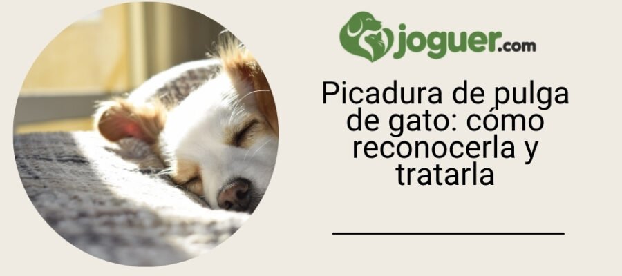 Picadura de pulga de gato: cómo reconocerla y tratarla