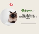 Pisica balineză (siameza cu pelo largo): características de la raza de gato