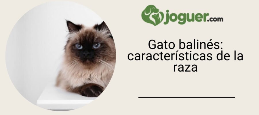 Pisica balineză (siameza cu pelo largo): características de la raza de gato