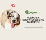 Plott Hound: características de la raza canina