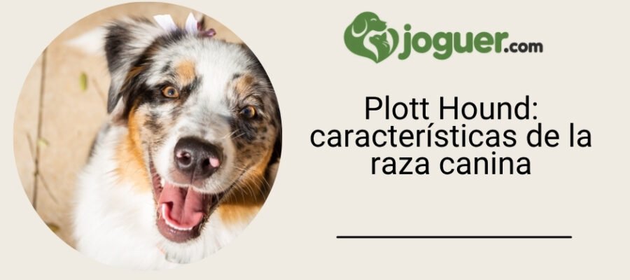 Plott Hound: características de la raza canina