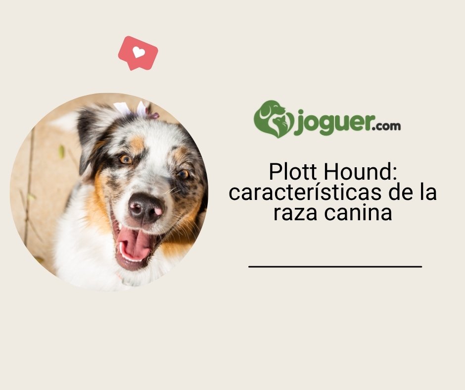 Plott Hound: características de la raza canina