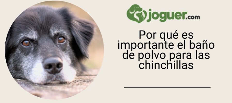 Por qué es importante el baño de polvo para las chinchillas