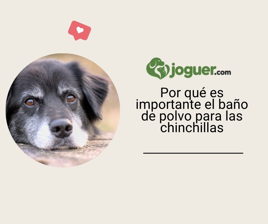 Por qué es importante el baño de polvo para las chinchillas