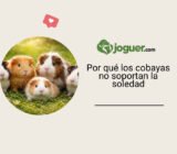 Por qué los cobayas no soportan la soledad