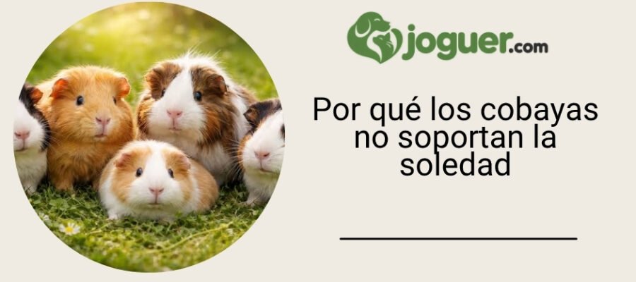 Por qué los cobayas no soportan la soledad