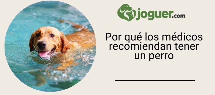 Por qué los médicos recomiendan tener un perro