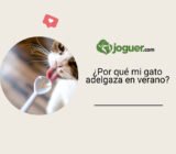 ¿Por qué mi gato adelgaza en verano?