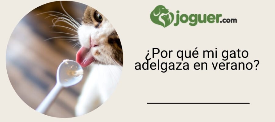 ¿Por qué mi gato adelgaza en verano?