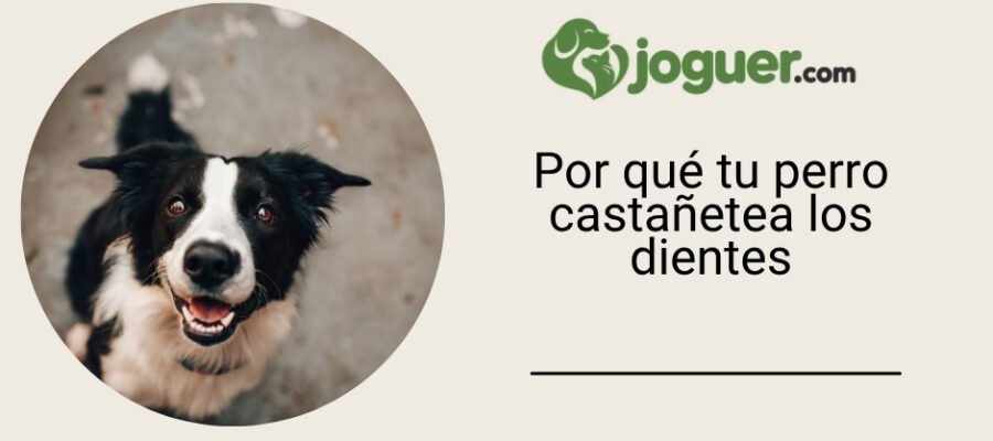 ¿Por qué mi perro castañetea los dientes y qué puedo hacer al respecto?