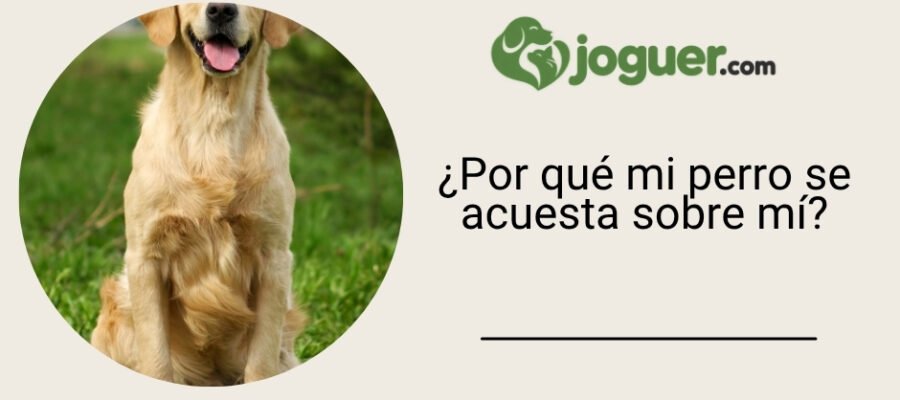 Por qué mi perro se acuesta sobre mí: causas y soluciones suaves
