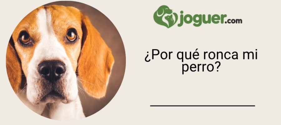 ¿Por qué ronca mi perro?