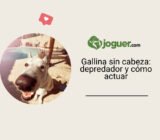 Poule encontrada sin cabeza: ¿qué depredador puede haber sido y cómo actuar?