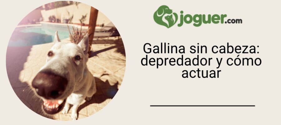 Poule encontrada sin cabeza: ¿qué depredador puede haber sido y cómo actuar?