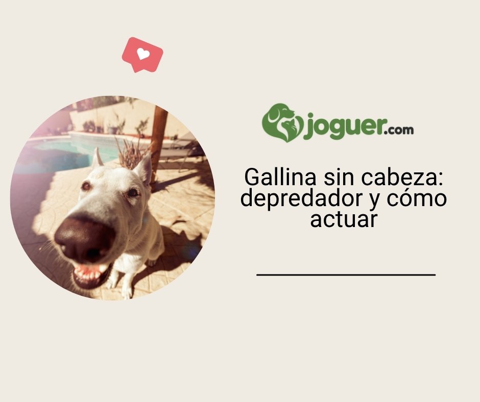 Poule encontrada sin cabeza: ¿qué depredador puede haber sido y cómo actuar?