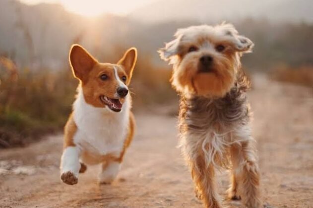 Preguntas frecuentes sobre la castración del perro