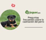 Preguntas frecuentes sobre la castración del perro