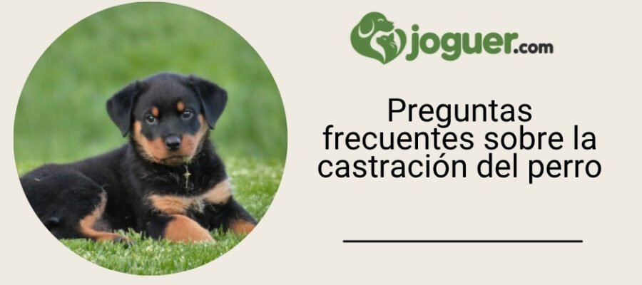 Preguntas frecuentes sobre la castración del perro –
