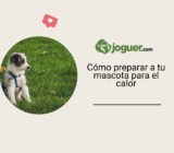 Preparar a tu mascota para la temporada de calor: consejos importantes a seguir
