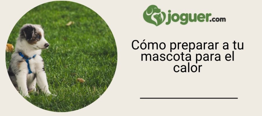 Preparar a tu mascota para la temporada de calor: consejos importantes a seguir