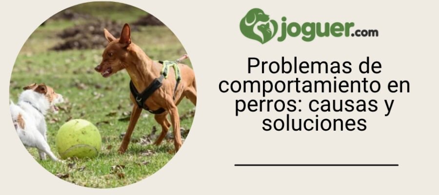 Problemas de comportamiento en perros: causas y soluciones