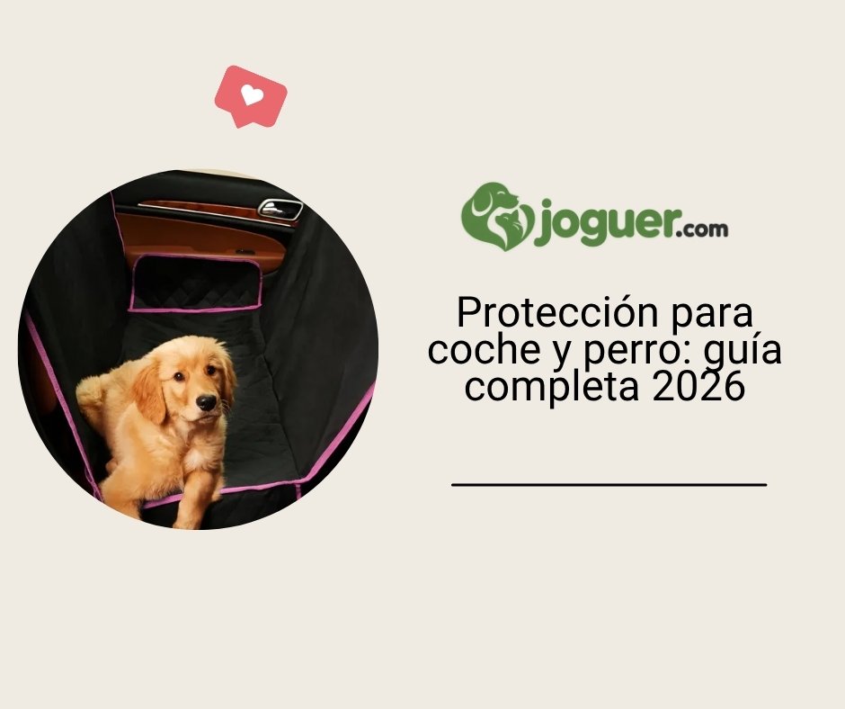 Protección para coche y perro: guía completa 2026
