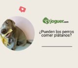 ¿Pueden los perros comer plátanos?