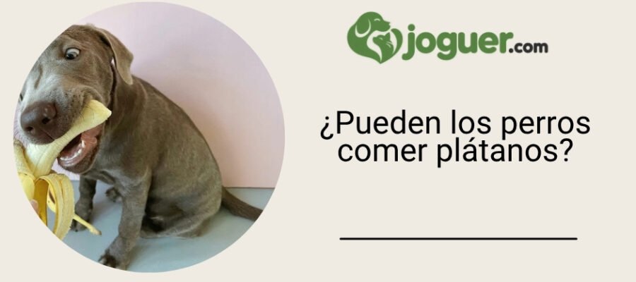¿Pueden los perros comer plátanos?
