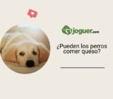 ¿Pueden los perros comer queso?