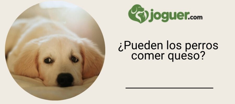 ¿Pueden los perros comer queso?