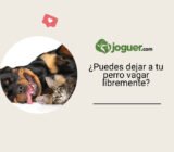 ¿Puedes dejar a tu perro vagar libremente?