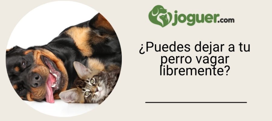 ¿Puedes dejar a tu perro vagar libremente?