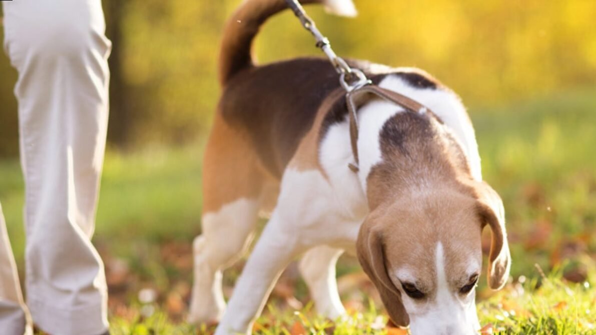 ¿Puedes dejar a tu perro vagar libremente?