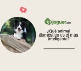 ¿Qué animal doméstico es el más inteligente?