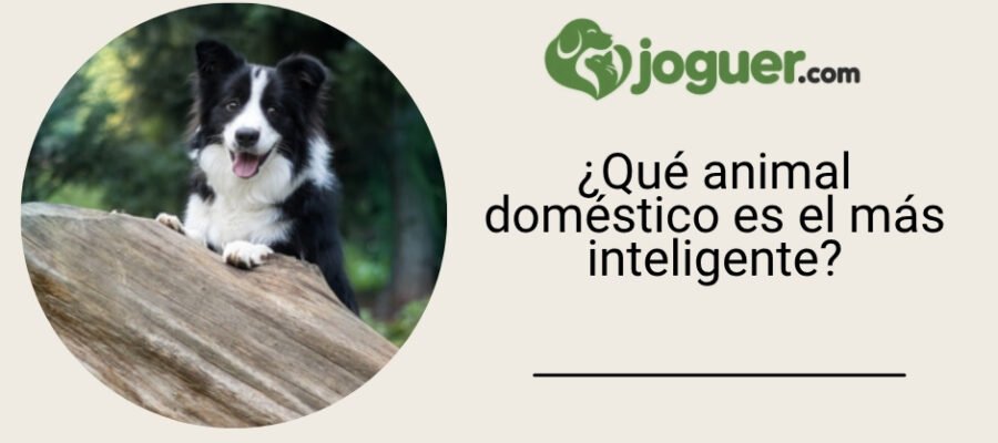 ¿Qué animal doméstico es el más inteligente?